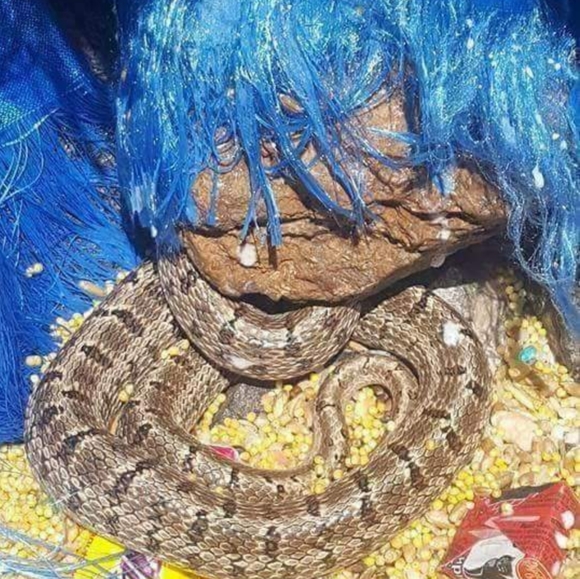 Meet your Posher, Erika - Picture 2 of 2